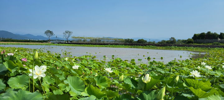 [순천=뉴시스] 순천 큰고니 복원습지. 연꽃이 피어있다. (사진=순천시 제공) 2025.07.18. photo@newsis.com  *재판매 및 DB 금지