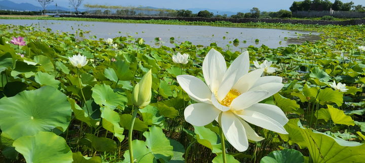 [순천=뉴시스] 순천 큰고니 복원습지에 핀 백련. (사진=순천시 제공) 2025.07.18. photo@newsis.com  *재판매 및 DB 금지