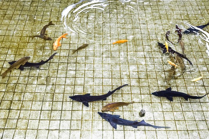 [함안=뉴시스]함안박물관 연못에 철갑상어 출현.(사진=함안군 제공) 2025.07.18.photo@newsis.com *재판매 및 DB 금지