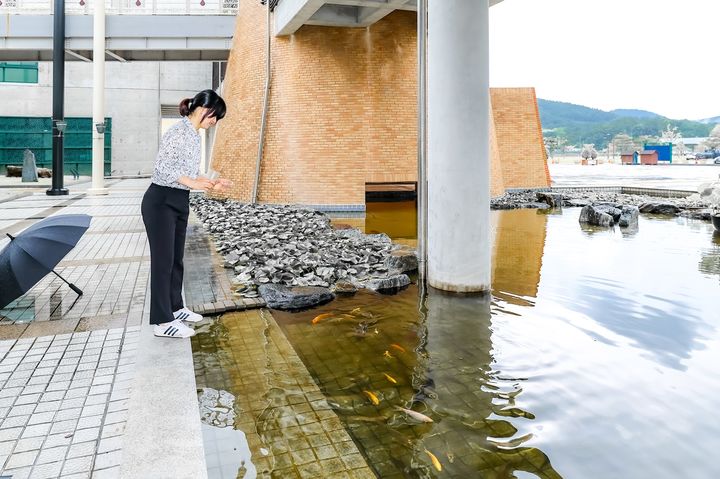 [함안=뉴시스]함안박물관 연못에 서식하는 철갑상어에게 먹이를 주는 모습.(사진=함안군 제공) 2025.07.18.photo@newsis.com *재판매 및 DB 금지
