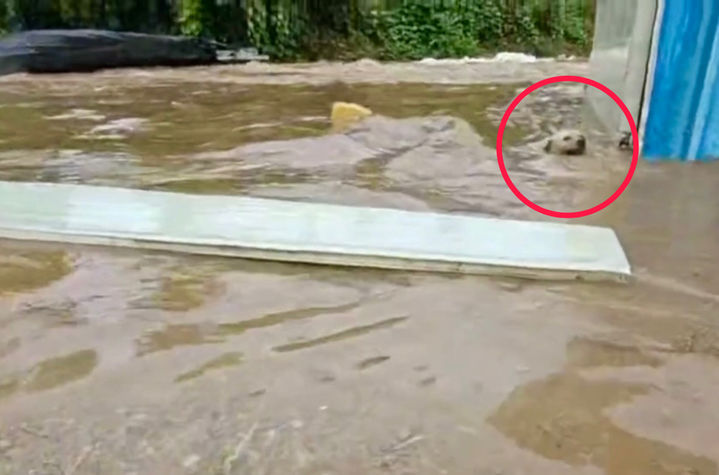 [뉴시스] 홍수 속 허우적대는 강아지. (출처=온라인 커뮤니티) *재판매 및 DB 금지