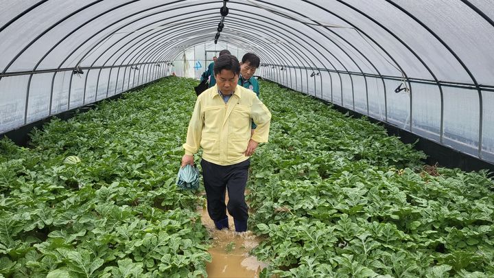 [부여=뉴시스] 조명휘 기자 = 박정현 충남 부여군수가 집중호우로 침수 피해를 본 수박재배 비닐하우스를 살펴보고 있다. (사진= 부여군 제공) 2025.07.18. photo@newsis.com *재판매 및 DB 금지