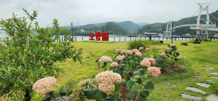 [광양=뉴시스] 전남 광양시 유일한 섬인 배알도에 수국이 활짝피어 있다. (사진=광양시 제공) 2025.07.18. photo@newsis.com   *재판매 및 DB 금지