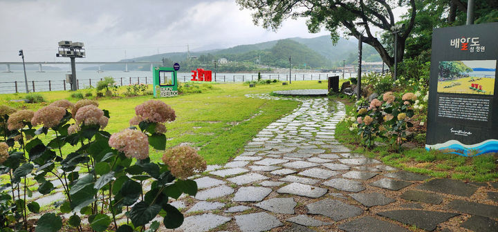 [광양=뉴시스] 전남 광양시 유일한 섬인 배알도에 수국이 활짝피어 있다. (사진=광양시 제공) 2025.07.18. photo@newsis.com  *재판매 및 DB 금지