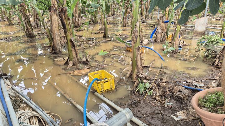 [진주=뉴시스]시설하우스 바나나 농장 침수.(사진=경남농업기술원 제공).2025.07.19.photo@newsis.com *재판매 및 DB 금지
