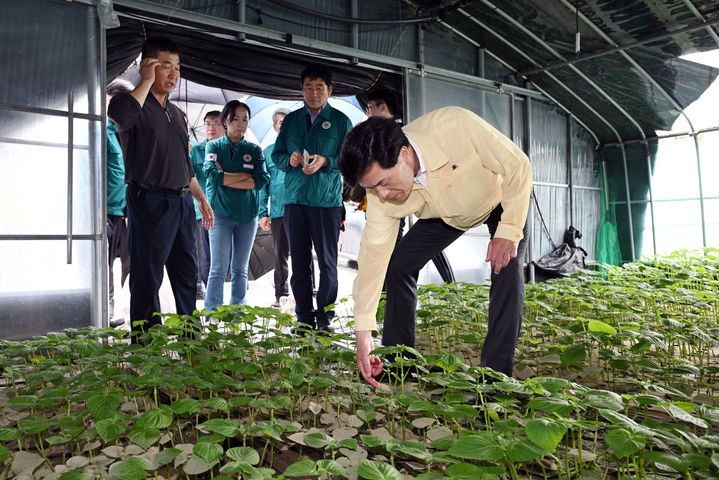 [밀양=뉴시스] 지난 18일 안병구 밀양시장이 폭우로 침수 피해를 입은 부북면 가산리 깻잎 농가를 방문해 현장을 점검하고 있는 가운데 한 여성 공무원이 팔짱을 낀 채 이를 지켜보고 있다. (사진=밀양시 제공) 2025.07.19. photo@newsis.com *재판매 및 DB 금지
