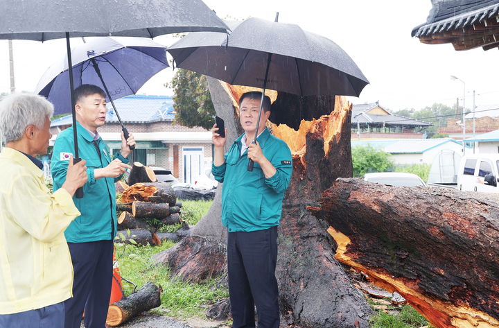 [정읍=뉴시스] 19일 강풍과 폭우에 큰 나무가 쓰러져 도로를 덮친 정읍시 옹동면 피해현장에 이학수 정읍시장(오른쪽 첫번째)이 나가 상황을 살피고 있다. *재판매 및 DB 금지