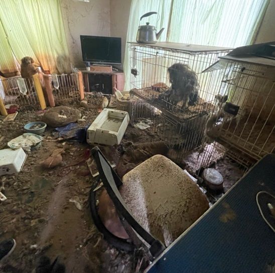 [뉴시스] 반려동물 구출 당시 집안의 모습. (사진=원러브 제공) 2025.7.20 *재판매 및 DB 금지