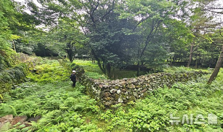 [제주=뉴시스] 임재영 기자 = 20일 오전 제주 서귀포시 남원읍 신례리에 위치한 '제주4·3 수악주둔소'. 제주4·3사건 당시 군인·경찰이 한라산에 은거한 무장대를 토벌하기 위해 구축한 석성으로 탐방로는 잡초가 무성하고, 나무는 왕성하게 자라며 숲을 이룰 기세를 보이고 있다. 2025.07.21. ijy788@newsis.com