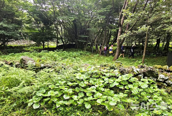 [제주=뉴시스] 임재영 기자 = 20일 오전 제주 서귀포시 남원읍 신례리에 위치한 '제주4·3 수악주둔소'. 제주4·3사건 당시 군인·경찰이 한라산에 은거한 무장대를 토벌하기 위해 구축한 석성으로 탐방로는 잡초가 무성하고, 나무는 왕성하게 자라며 숲을 이룰 기세를 보이고 있다. 2025.07.21. ijy788@newsis.com