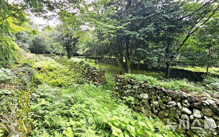 [제주=뉴시스] 임재영 기자 = 20일 오전 제주 서귀포시 남원읍 신례리에 위치한 '제주4·3 수악주둔소'. 제주4·3사건 당시 군인·경찰이 한라산에 은거한 무장대를 토벌하기 위해 구축한 석성으로 탐방로는 잡초가 무성하고, 나무는 왕성하게 자라며 숲을 이룰 기세를 보이고 있다. 2025.07.21. ijy788@newsis.com