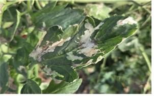 [부산=뉴시스] 토마토뿔나방 피해를 입은 토마토 잎(사진=부산시 제공) 2025.07.21. photo@newsis.com *재판매 및 DB 금지