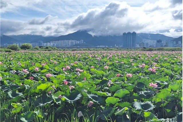 [부산=뉴시스] 대저생태공원 신덕습지 연꽃 전경 (사진=부산시 제공) 2025.07.21. photo@newsis.com *재판매 및 DB 금지