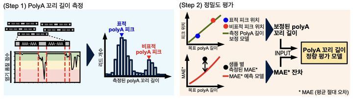 [수원=뉴시스] mRNA 치료제 품질의 핵심 요소인 poly(A) 꼬리의 길이를 정확하게 측정하고 정밀도를 평가하는 '3AIM-seq' 분석 개요. (사진=아주대 제공) 2025.07.21. photo@newsis.com *재판매 및 DB 금지