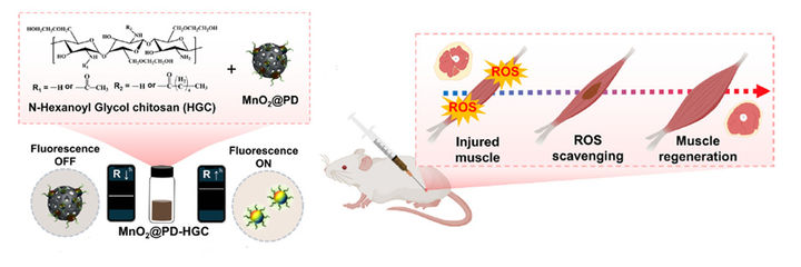 '근육 손상 반응형 하이드로겔' 연구 자료 (사진=원광대 제공) *재판매 및 DB 금지