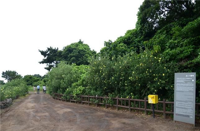 [제주=뉴시스] 제주 서귀포시 성산포 식산봉 황근길. (사진=제주도 제공) photo@newsis.com *재판매 및 DB 금지