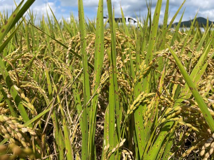 [세종=뉴시스] 농촌진흥청은 여름철 고온과 강수 변동성에 따른 병해 예방을 위해 벼 생육 관리 요령을 21일 안내했다. 사진은 이삭누룩병. (사진=농진청 제공) 2025.07.21. photo@newsis.com *재판매 및 DB 금지