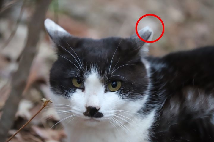 [창원=뉴시스] 강경국 기자 = 중성화 수술이 완료된 고양이 귀 표식. (사진=창원시청 제공). 2025.07.21. photo@newsis.com *재판매 및 DB 금지