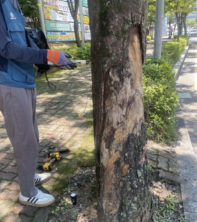 [순천=뉴시스] 순천시 금당지구에서 연구원이 느티나무 가로수의 쓰러질 위험성을 조사하고 있다. (사진=순천시 제공) 2025.07.21. photo@newsis.com *재판매 및 DB 금지