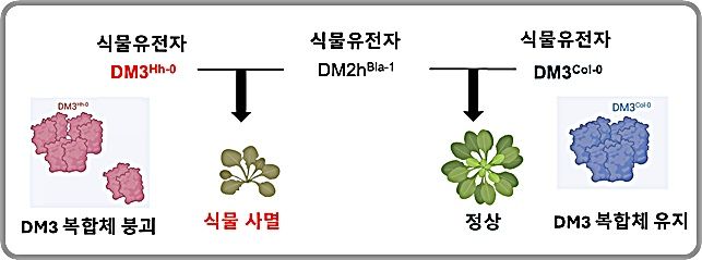 [대전=뉴시스] KAIST가 국제 공동연구를 통해 DM3 단백질 복합체 붕괴시 식물의 자가면역 유발 기작을 규명했다.(사진=KAIST 제공) *재판매 및 DB 금지