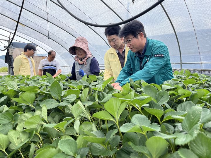 [진주=뉴시스]경남농업기술원, 딸기 육묘 농가 컨설팅.(사진=경남농업기술원 제공).2025.07.21.photo@newsis.com *재판매 및 DB 금지