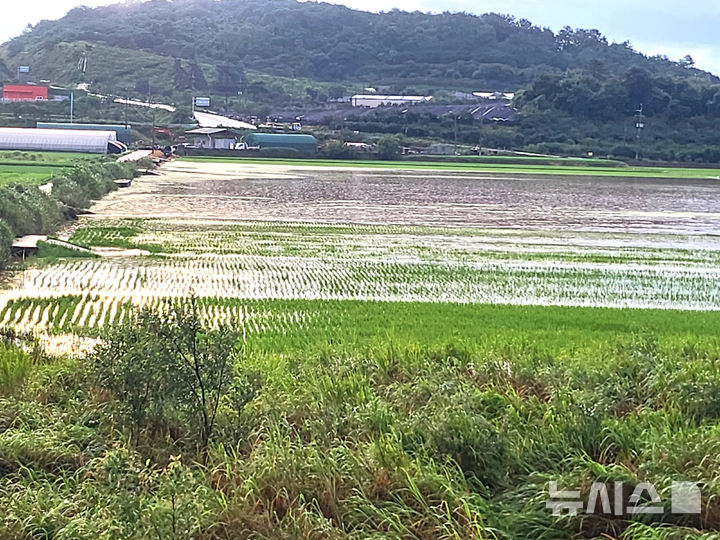 [나주=뉴시스] 전남 나주에 지난 17일 역대급 폭우가 쏟아진 가운데 동강면 농경지가 농수로를 따라 역류한 하천 물에 침수되고 있다. 2025.07.21. (사진=독자 제공) photo@newsis.com *재판매 및 DB 금지