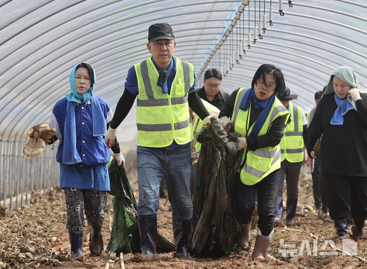 [예산=뉴시스] 김명년 기자 = 김병기 더불어민주당 당대표 직무대행 겸 원내대표가 지난 21일 충남 예산군 신암면 조곡리 수해 피해 수박 시설하우스에서 복구작업을 하고 있다. 2025.07.21. kmn@newsis.com