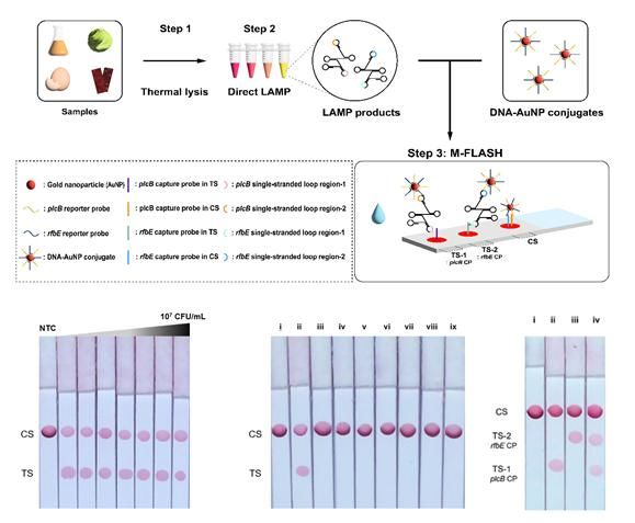食中毒細菌はすぐに検出できます…学校の食事とマートを使用することが期待されています::共感メディアニュース::
