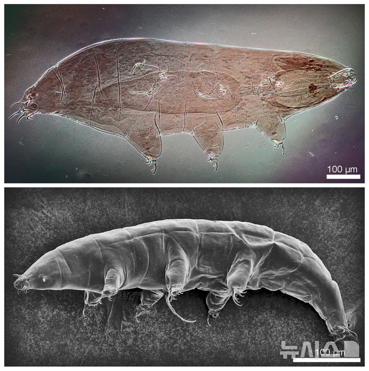 [서울=뉴시스] 그린란드 완보동물 신종 밀네시움 그란디쿠풀라.