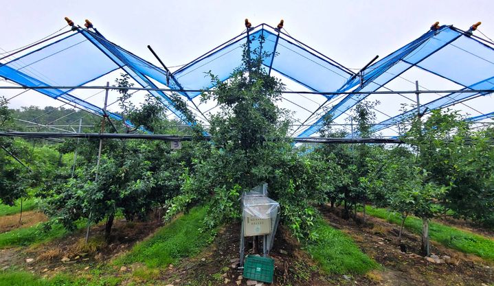 일소 피해 예방 차광망 설치(사진=경기도농업기술원 제공) *재판매 및 DB 금지