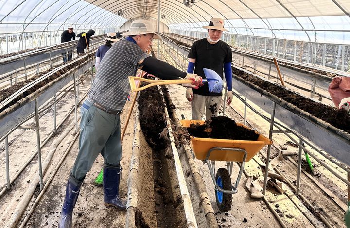[청양=뉴시스] 조명휘 기자 = 김돈곤 청양군수와 직원들이 22일 집중호우로 큰 피해를 입은 당진시 정미면을 찾아 침수피해를 본 딸기 시설하우스에서 수해복구 지원 활동을 펼치고 있다. (사진= 청양군 제공) 2025.07.22. photo@newsis.com *재판매 및 DB 금지