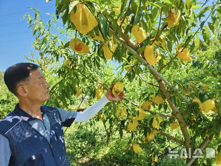 [여주=뉴시스]여주시가 과수 탄저병 예방에 총력을 기울이기로 했다.(사진=여주시 제공) 2025.07.22.photo@newsis.com