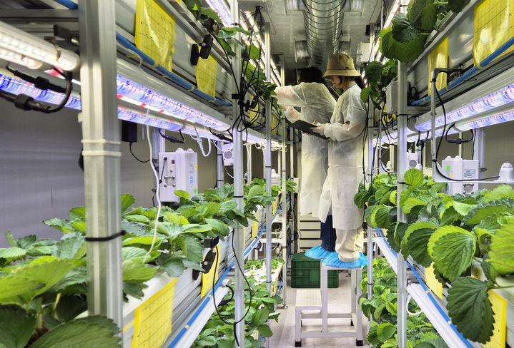 [무안=뉴시스] 수직농장 활용한 딸기 재배 연구 현장. (사진 제공 = 전남농업기술원). 2025.07.22. photo@newsis.com *재판매 및 DB 금지