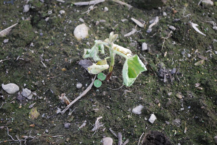 [세종=뉴시스] 농촌진흥청은 최근 집중호우 이후 고온다습한 날씨가 이어짐에 따라 논콩 재배지에서 병해충 발생이 늘어날 수 있다며 철저한 방제를 22일 당부했다. 사진은 논콩역병 모습. (사진=농진청 제공) 2025.07.22. photo@newsis.com *재판매 및 DB 금지