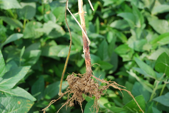 [세종=뉴시스] 농촌진흥청은 최근 집중호우 이후 고온다습한 날씨가 이어짐에 따라 논콩 재배지에서 병해충 발생이 늘어날 수 있다며 철저한 방제를 22일 당부했다. 사진은 검은뿌리썩음병 모습. (사진=농진청 제공) 2025.07.22. photo@newsis.com *재판매 및 DB 금지
