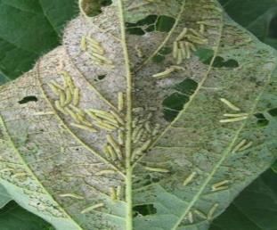 [세종=뉴시스] 농촌진흥청은 최근 집중호우 이후 고온다습한 날씨가 이어짐에 따라 논콩 재배지에서 병해충 발생이 늘어날 수 있다며 철저한 방제를 22일 당부했다. 사진은 담배거세미나방 모습. (사진=농진청 제공) 2025.07.22. photo@newsis.com *재판매 및 DB 금지