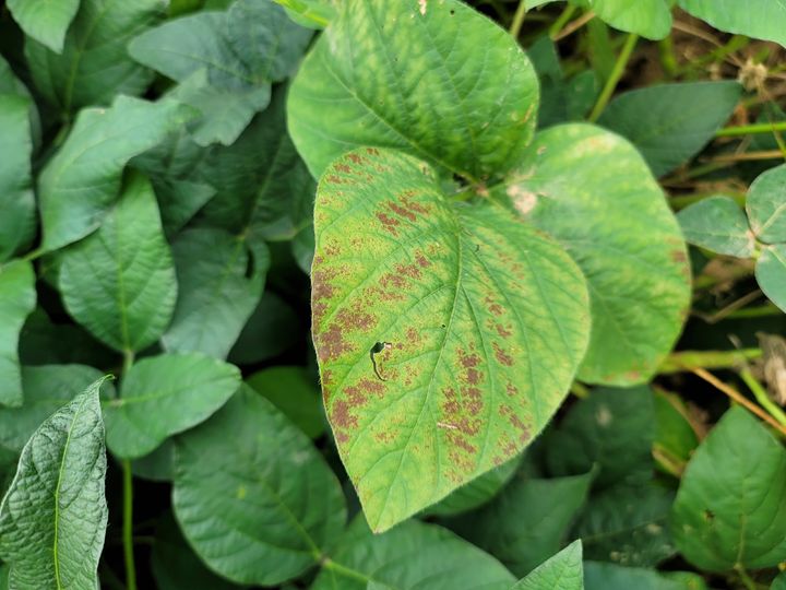 [세종=뉴시스] 농촌진흥청은 최근 집중호우 이후 고온다습한 날씨가 이어짐에 따라 논콩 재배지에서 병해충 발생이 늘어날 수 있다며 철저한 방제를 22일 당부했다. 사진은 자주무늬병 모습. (사진=농진청 제공) 2025.07.22. photo@newsis.com *재판매 및 DB 금지