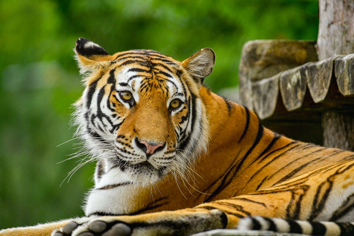 [봉화=뉴시스] 백두산호랑이 '무궁' (사진=한국수목원정원관리원 제공) 2025.07.22. photo@newsis.com *재판매 및 DB 금지