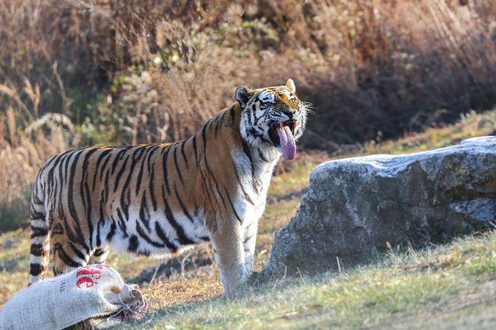  [봉화=뉴시스] 국내 최고령 백두산호랑이 '한청' (사진=한국수목원정원관리원 제공) 2025.07.22. photo@newsis.com *재판매 및 DB 금지