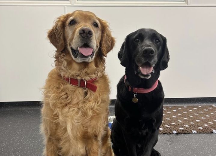 [서울=뉴시스] 개가 파킨슨병 환자에게서 나는 특유의 냄새를 식별할 수 있다는 연구 결과가 나왔다. (사진=@BristolUni 엑스 캡처) 2025.07.22 *재판매 및 DB 금지