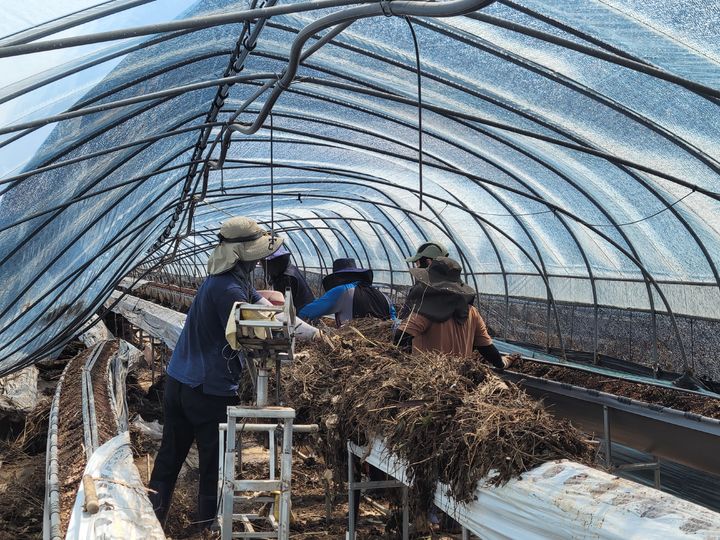 [세종=뉴시스] 사진은 농촌진흥청과 소속 연구기관 직원들이 경남 진주시 수곡면에 있는 시설온실에서 토사 잔재물이 쌓인 딸기 고설베드를 정리하고 있는 모습. (사진=농진청 제공) 2025.07.22. photo@newsis.com *재판매 및 DB 금지