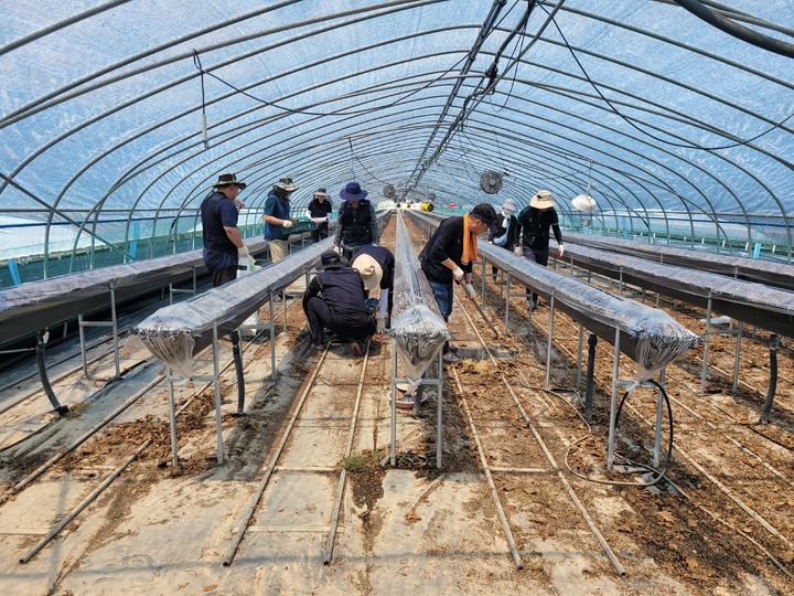 [세종=뉴시스] 사진은 농촌진흥청과 소속 연구기관 직원들이 경남 진주시 수곡면에 있는 시설딸기 농가에서 시설온실 내부로 유입된 토사물과 흙 앙금을 제거하는 일손 돕기 활동을 하고 있는 모습. (사진=농진청 제공) 2025.07.22. photo@newsis.com *재판매 및 DB 금지