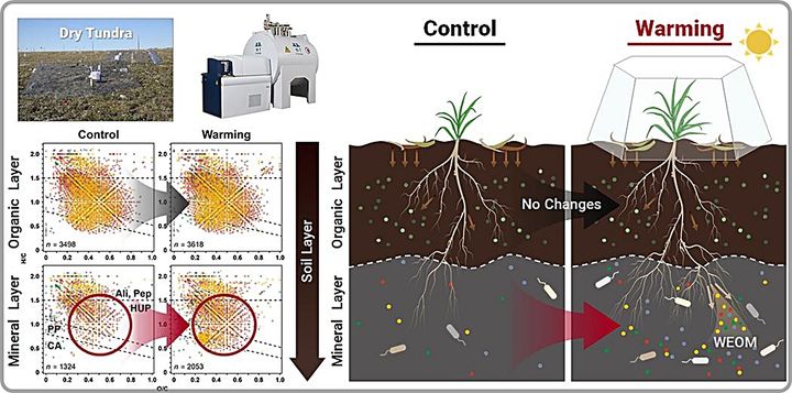 [대전=뉴시스] 북극 툰드라 토양에서 온난화에 따른 깊이별 수용성 유기물(WEOM)의 반응 차이를 보여주는 모식도.(사진=KBSI 제공) *재판매 및 DB 금지