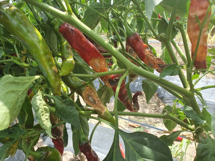 [진주=뉴시스]고추 탄저병 피해.(사진=뉴시스 DB).photo@newsis.com *재판매 및 DB 금지