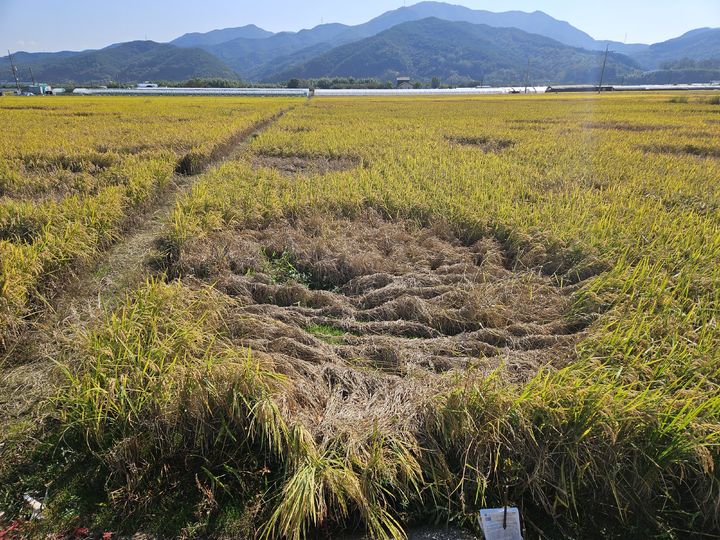 [진주=뉴시스]벼 멸구 피해.(사진=뉴시스 DB).photo@newsis.com *재판매 및 DB 금지