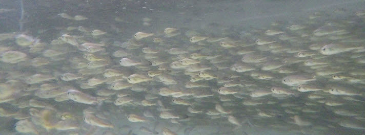 [부산=뉴시스] 유영 중인 참조기 치어 (사진=국립수산과학원 제공) 2025.07.23. photo@newsis.com *재판매 및 DB 금지