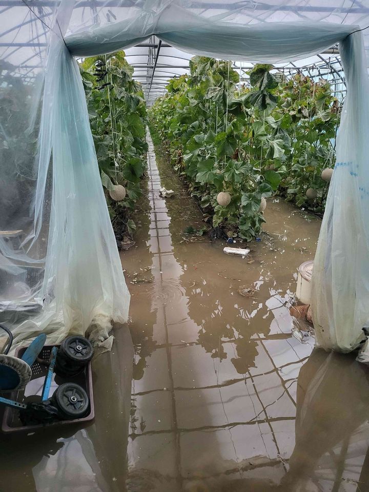 [곡성=뉴시스] 사진은 지난해 7월23일 전남 곡성읍 시설 멜론 침수 현장. (사진=전남도 제공). 2025.07.23. photo@newsis.com *재판매 및 DB 금지