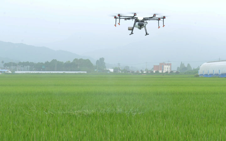 [무안=뉴시스] 드론 이용 방제작업. (사진 제공 = 전남농업기술원). 2025.07.23. photo@newsis.com *재판매 및 DB 금지