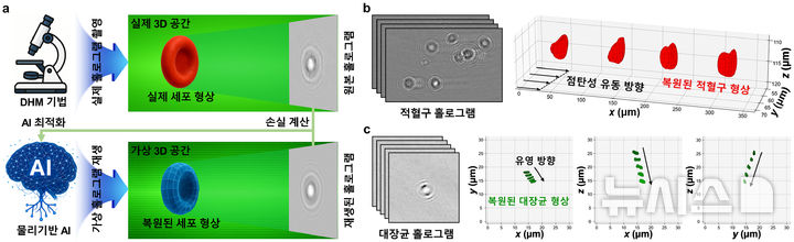 [포항=뉴시스] 포스텍(포항공과대학교) 기계공학과 이상준 교수와 통합 과정 김지환씨 연구팀이 한장의 사진만으로 세포의 입체적인 모습과 움직임을 볼 수 있는 기술을 개발했다. 물리 기반 인공신경망을 활용한 단일 촬영 홀로그램 3D 복원 기술(a)과 인공지능(AI) 기술의 작동 원리(b), (c) 적혈구와 대장균의 3D 형상 변화와 동적 거동 측정의 예시. (사진=포스텍 제공) 2025.07.23. photo@newsis.com