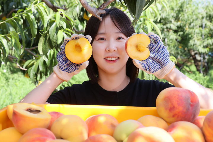 [임실=뉴시스] 김종효 기자 = 최고 품질의 임실 과수 특산물 '임실N복숭아'의 홍보차 23일 전북 임실군의 복숭아 농가를 찾은 임실군청 공무원이 수확한 복숭아를 소개하고 있다. (사진=임실군 제공) 2025.07.23. photo@newsis.com *재판매 및 DB 금지